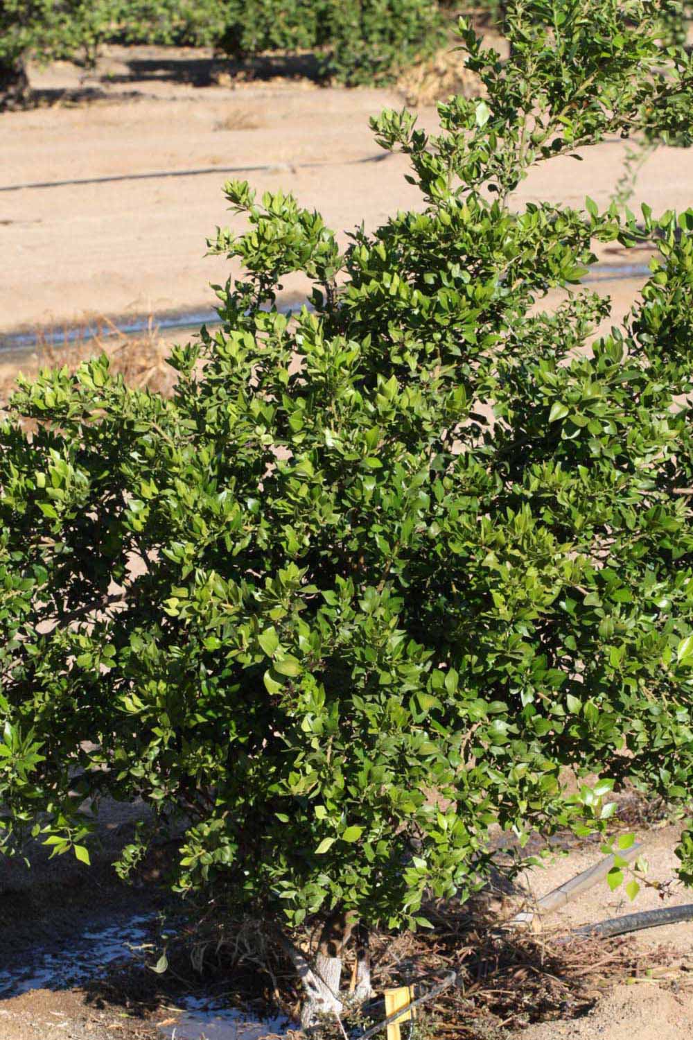              Habit (Riverside, CA)       